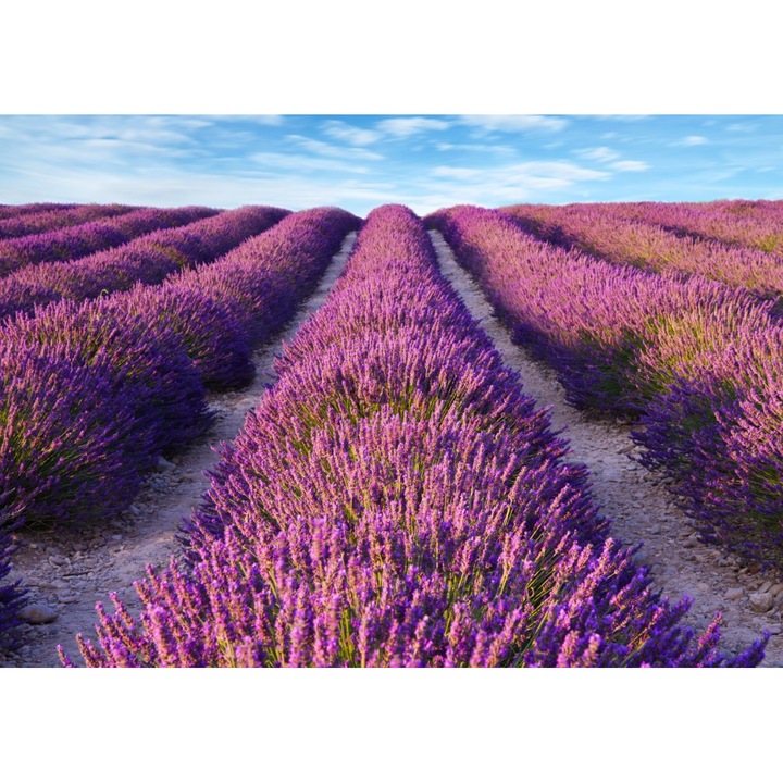 Fototapet de perete autoadeziv si lavabil Lavanda2, 350 x 200 cm