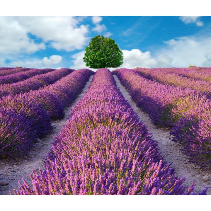 Fototapet de perete autoadeziv si lavabil Lavanda3, 350 x 200 cm