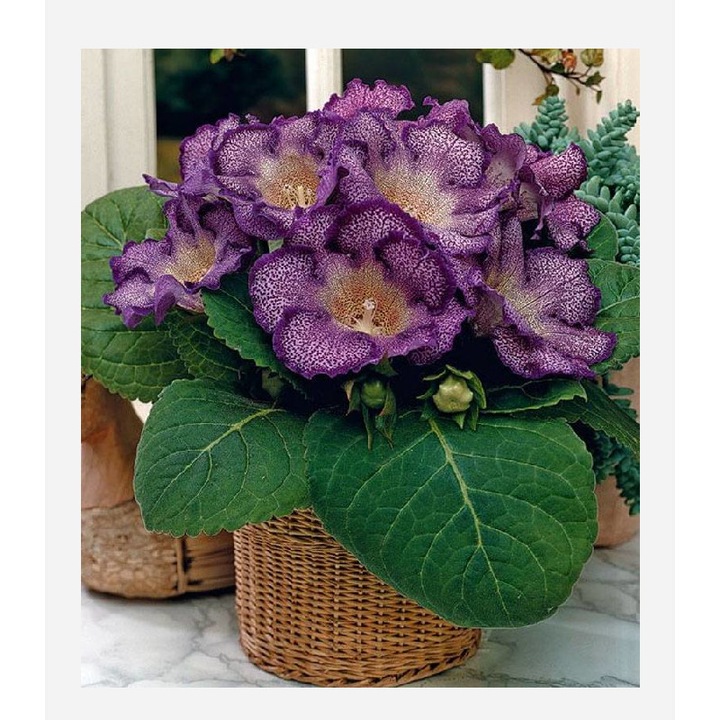 Gloxinia Tigrina Blue, 1 bulb