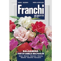 Seminte de balsamina cu flori de camelie
