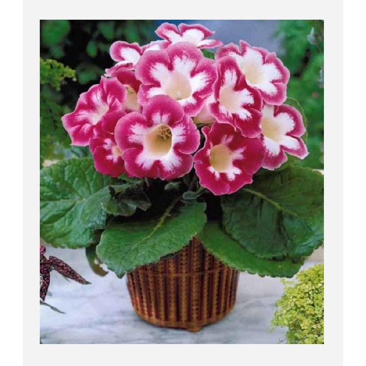 Gloxinia Blanche de Meru