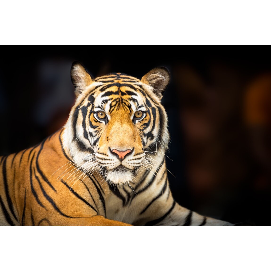 Tablou canvas Animal15, 75 x 50 cm