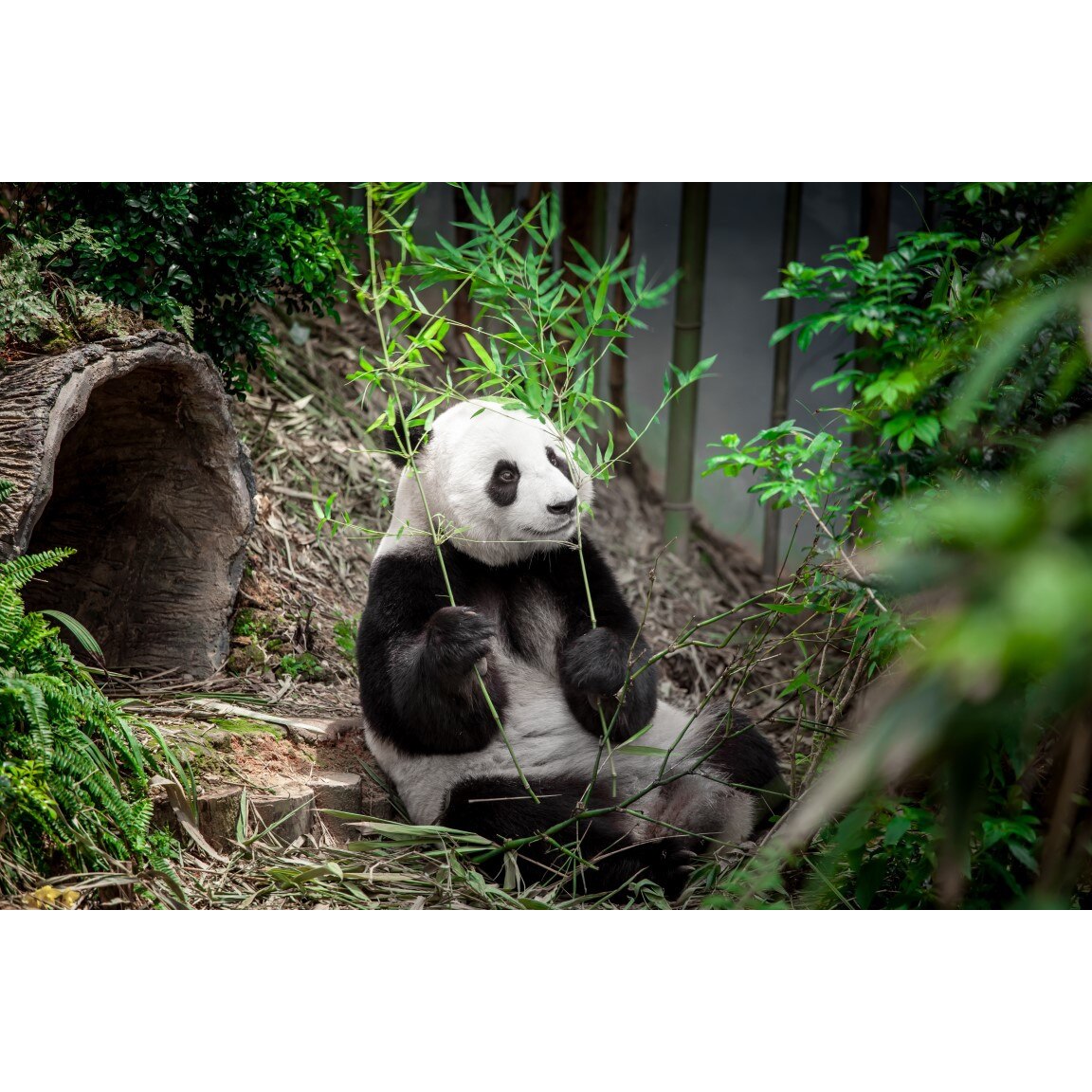 Tablou canvas Animal17, 105 x 70 cm