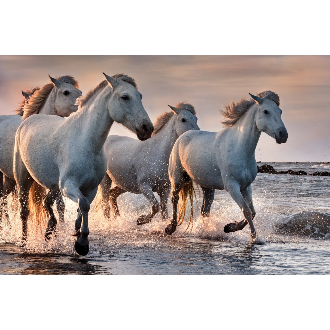 Tablou canvas Animal2, 75 x 50 cm