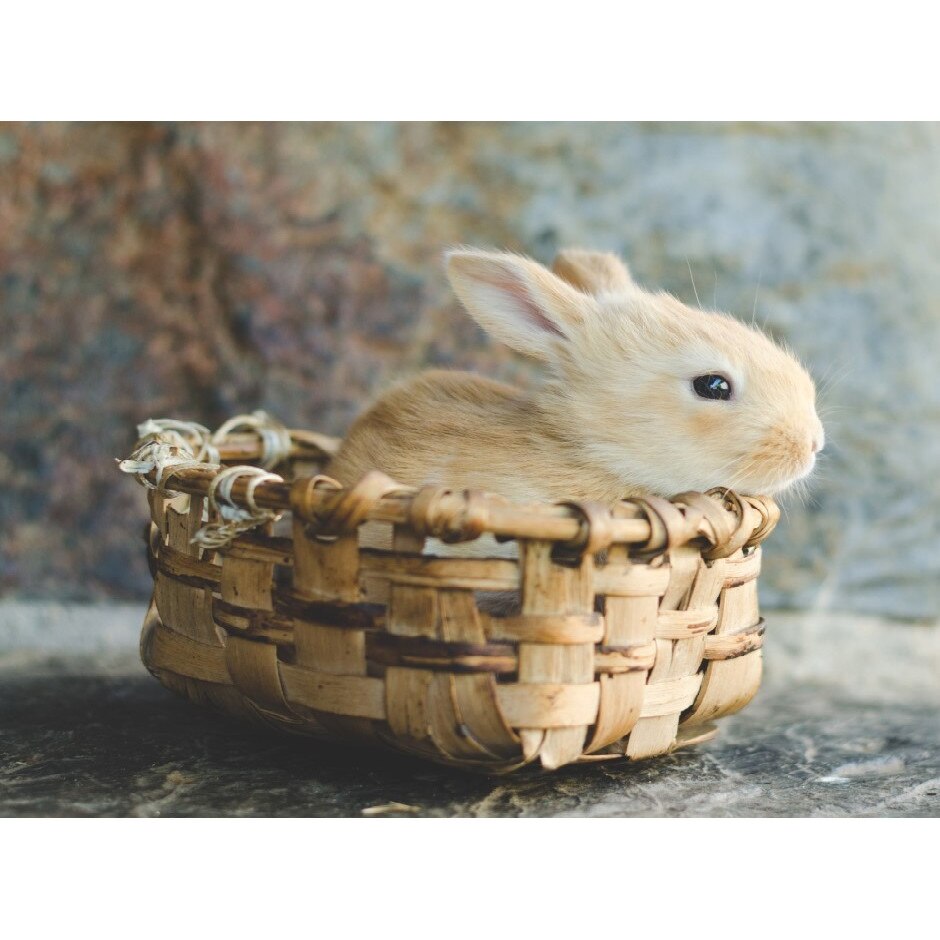 Tablou canvas Animal7, 105 x 70 cm