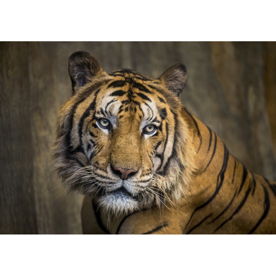 Tablou canvas Animal14, 75 x 50 cm