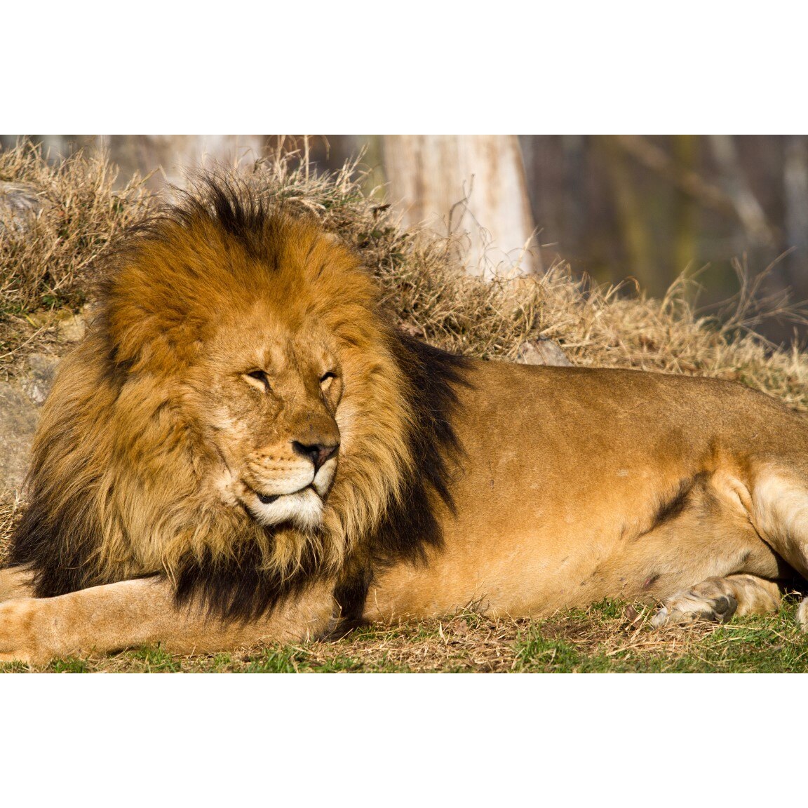 Tablou canvas Animal24, 75 x 50 cm