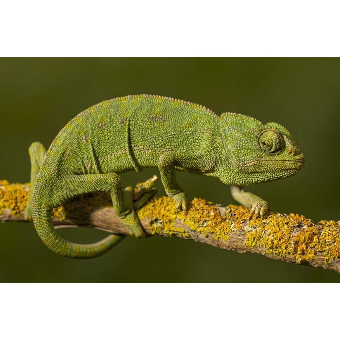 Tablou canvas Animal18, 105 x 70 cm