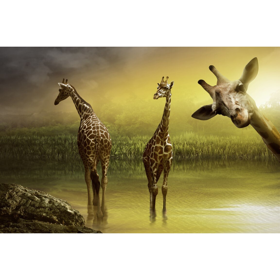 Tablou canvas Animal12, 105 x 70 cm