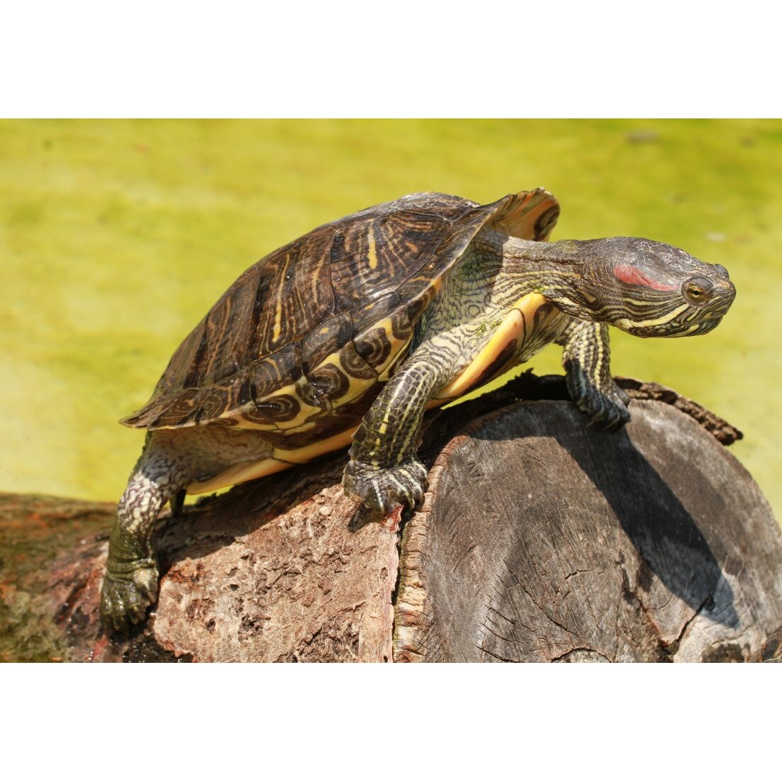 Tablou canvas Animal19, 75 x 50 cm