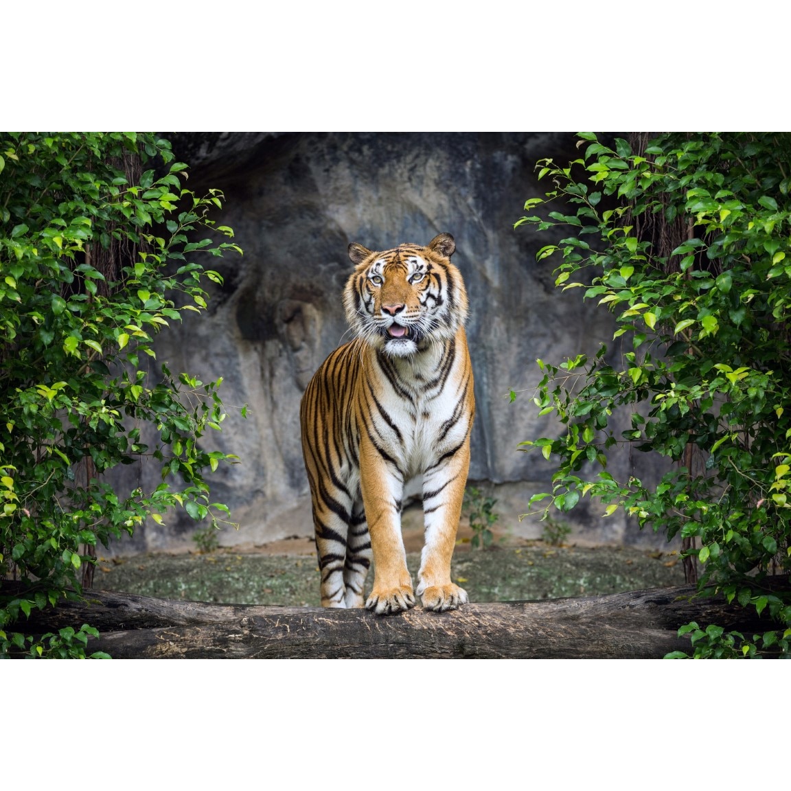Tablou canvas Animal3, 105 x 70 cm