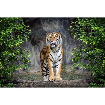 Tablou canvas Animal3, 45 x 30 cm Tablou canvas Animal3, 45 x 30 cm