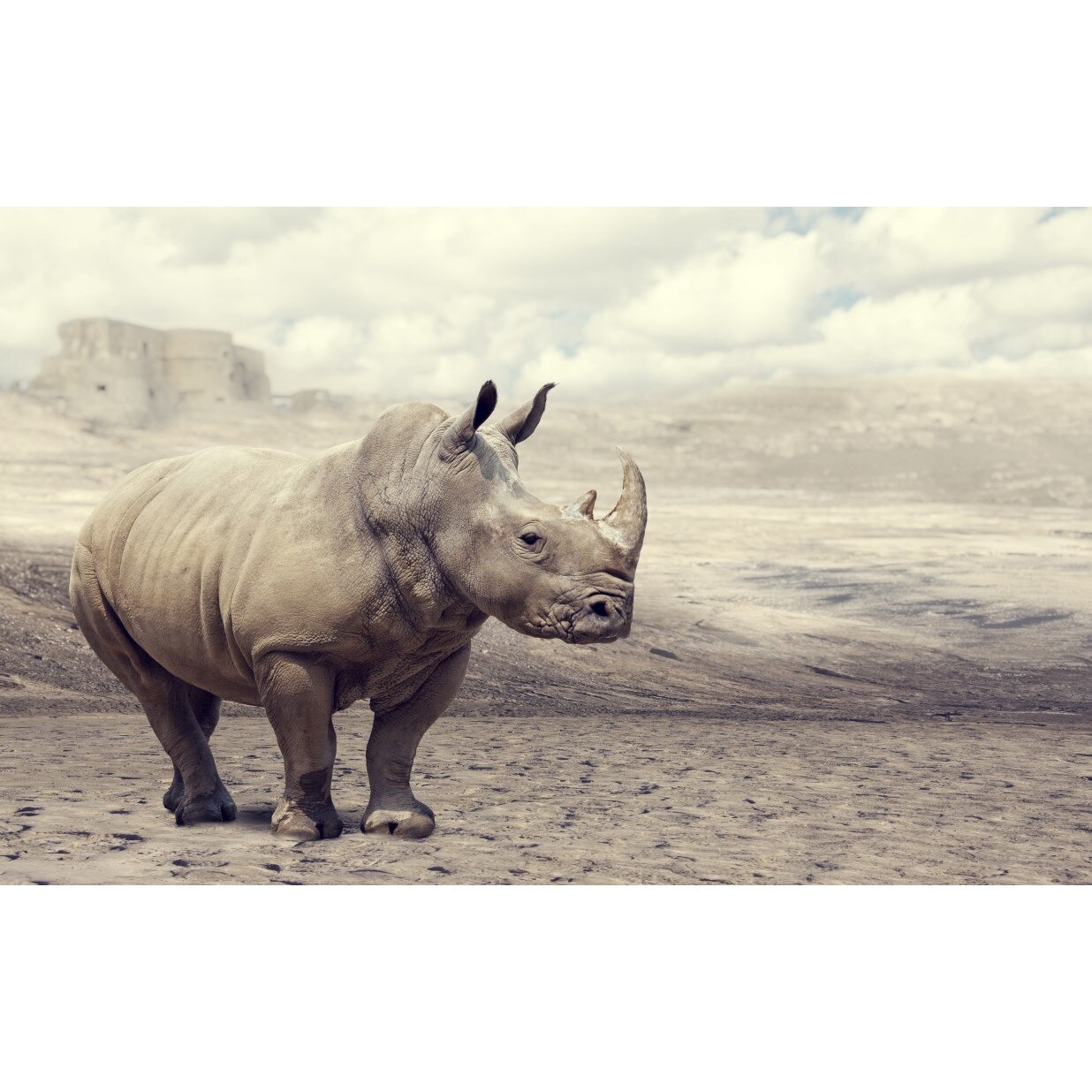 Tablou canvas Animal23, 105 x 70 cm