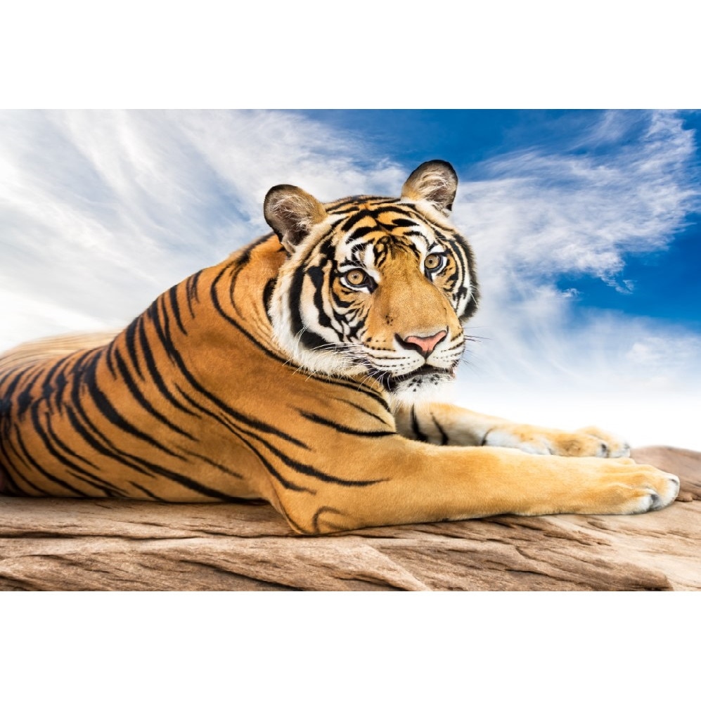 Tablou canvas Animal8, 105 x 70 cm