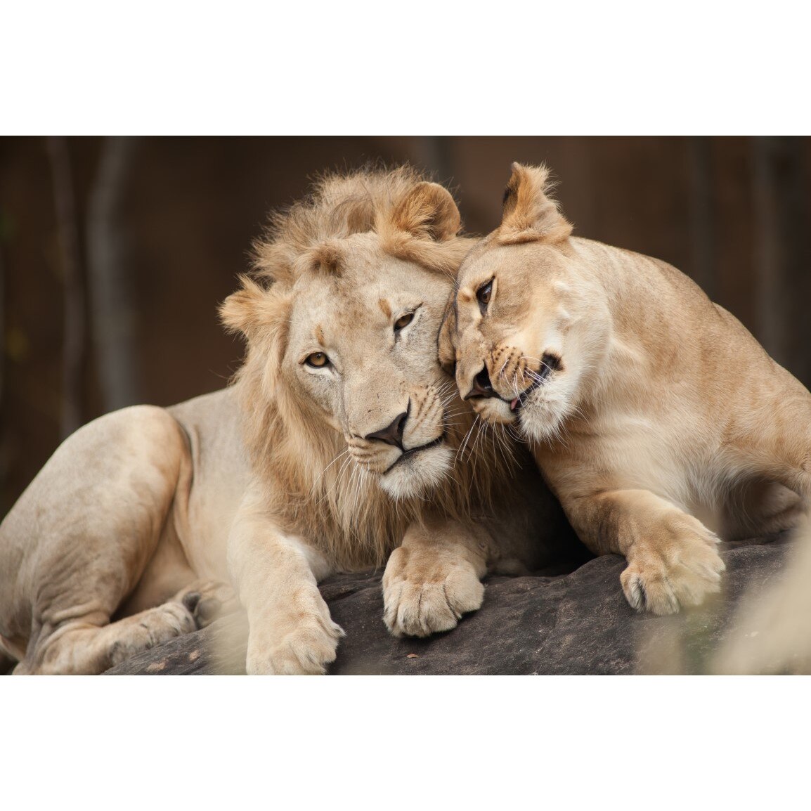 Tablou canvas Animal13, 75 x 50 cm