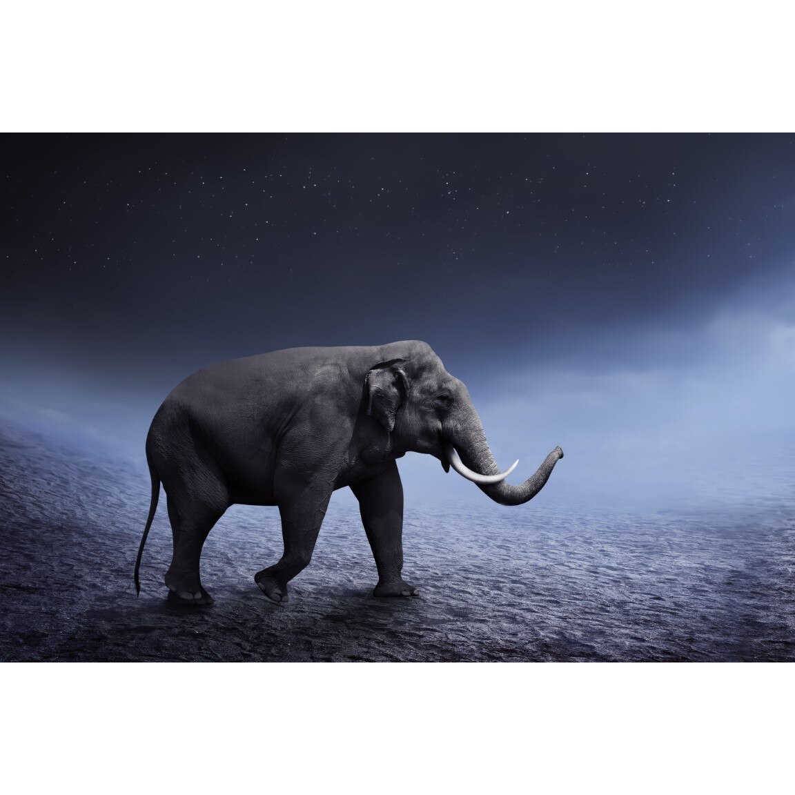 Tablou canvas Animal11, 105 x 70 cm