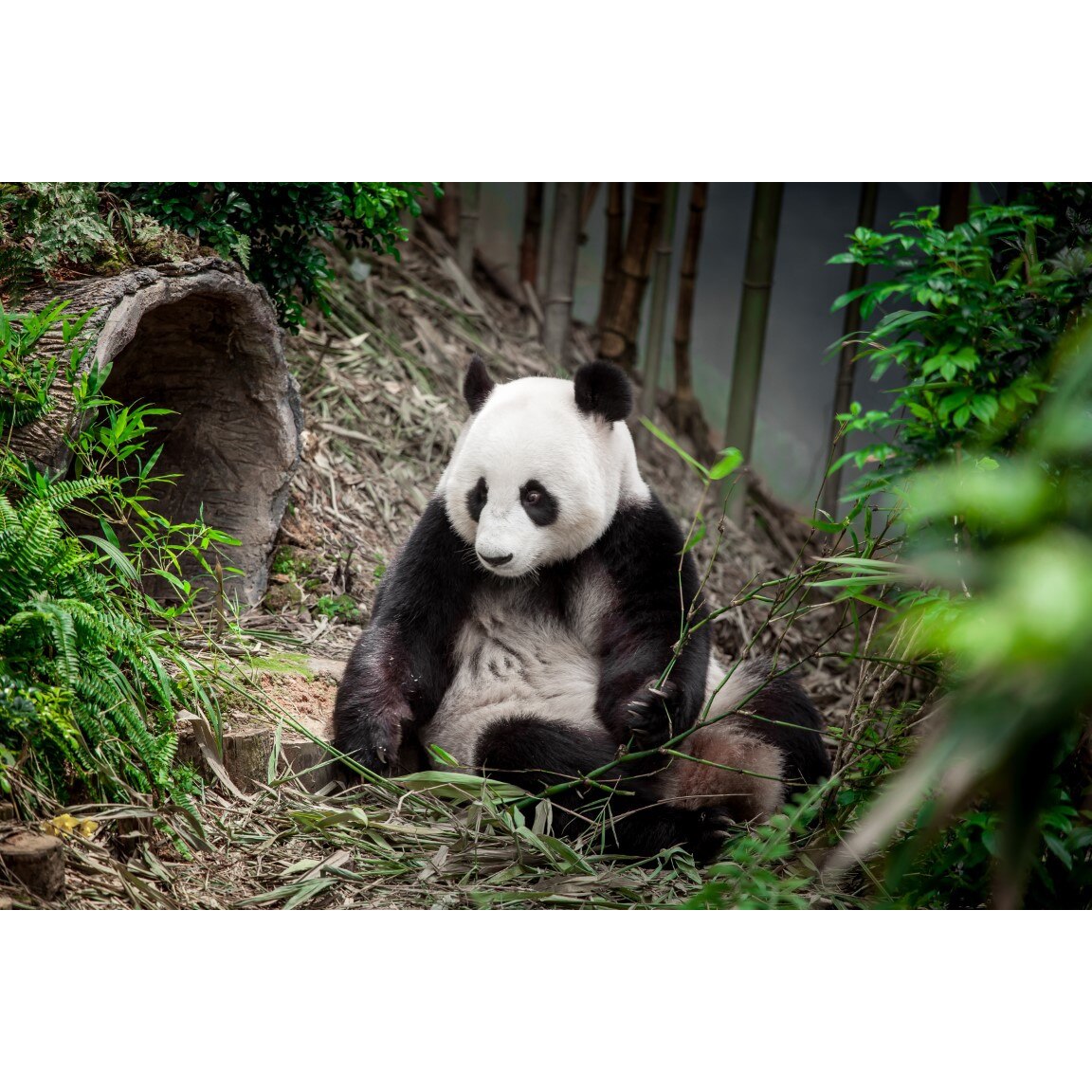 Tablou canvas Animal20, 75 x 50 cm