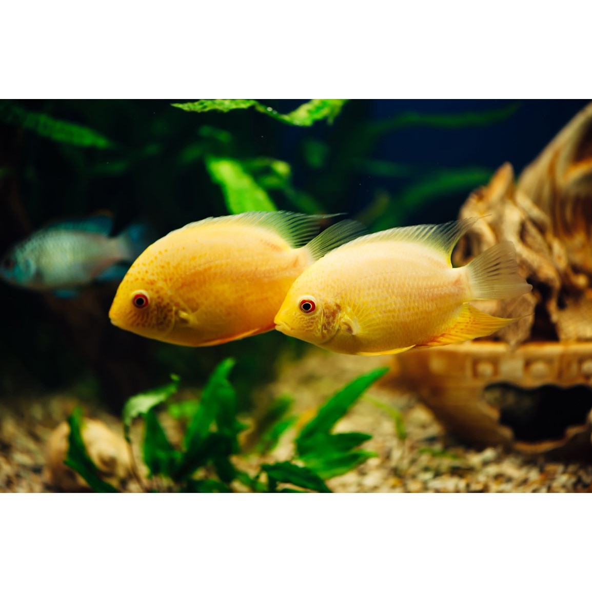 Tablou canvas Animal21, 105 x 70 cm