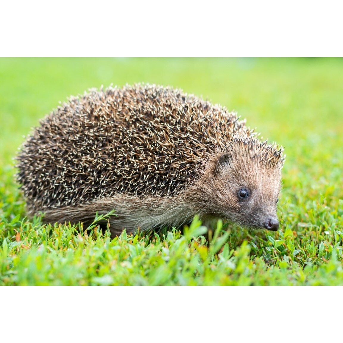 Tablou canvas Animal22, 105 x 70 cm