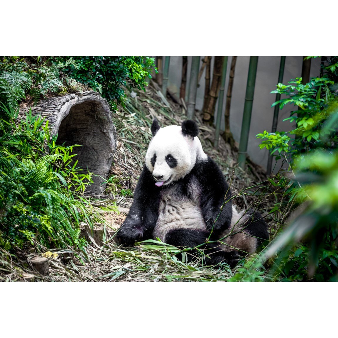 Tablou canvas Animal16, 75 x 50 cm