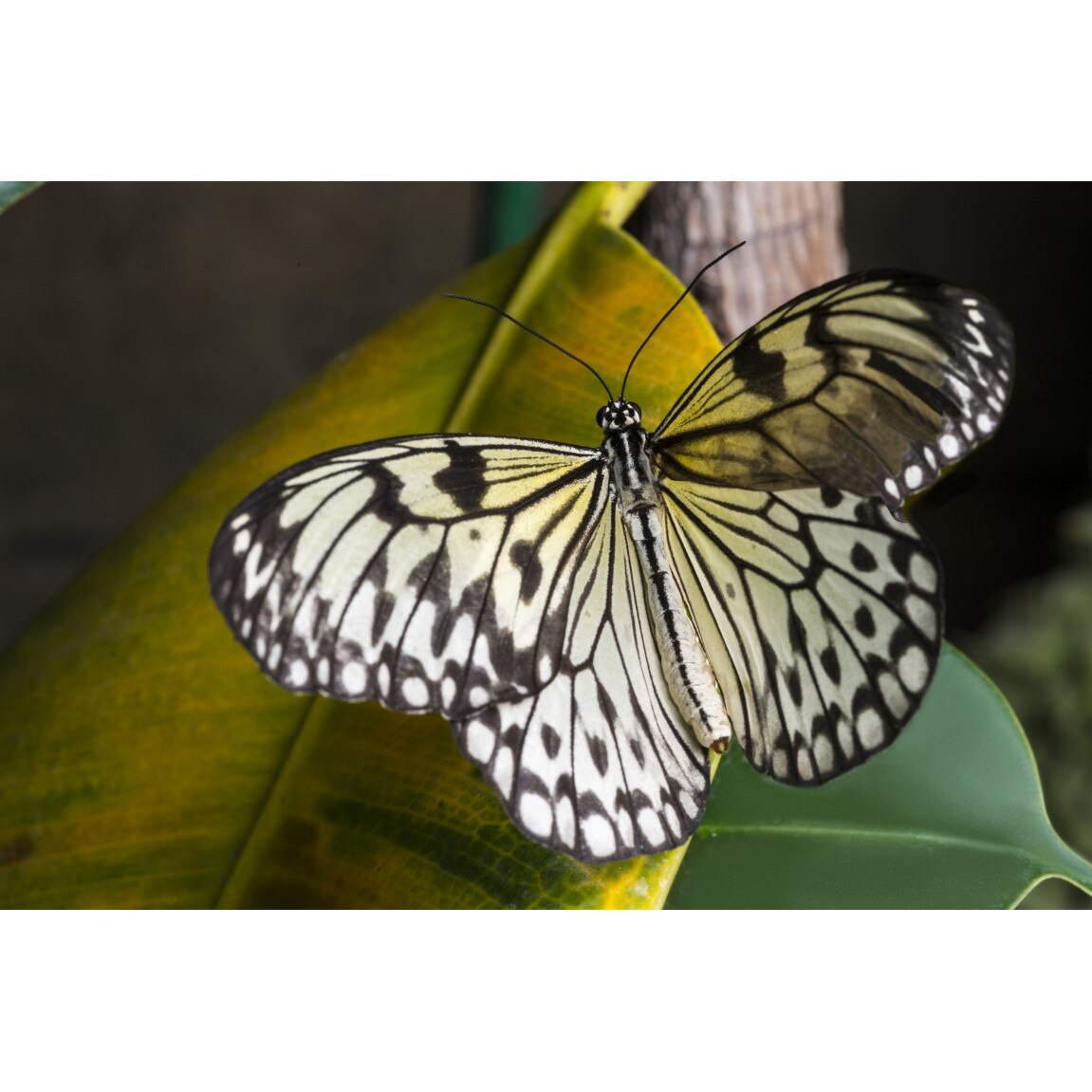 Tablou canvas Animal26, 105 x 70 cm