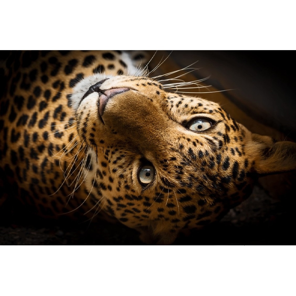 Tablou canvas Animal4, 105 x 70 cm