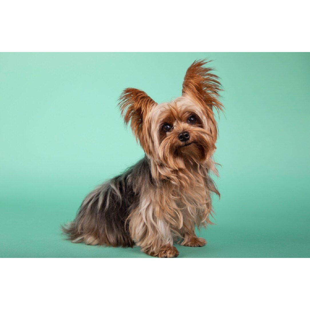 Tablou canvas Caini8, 45 x 30 cm