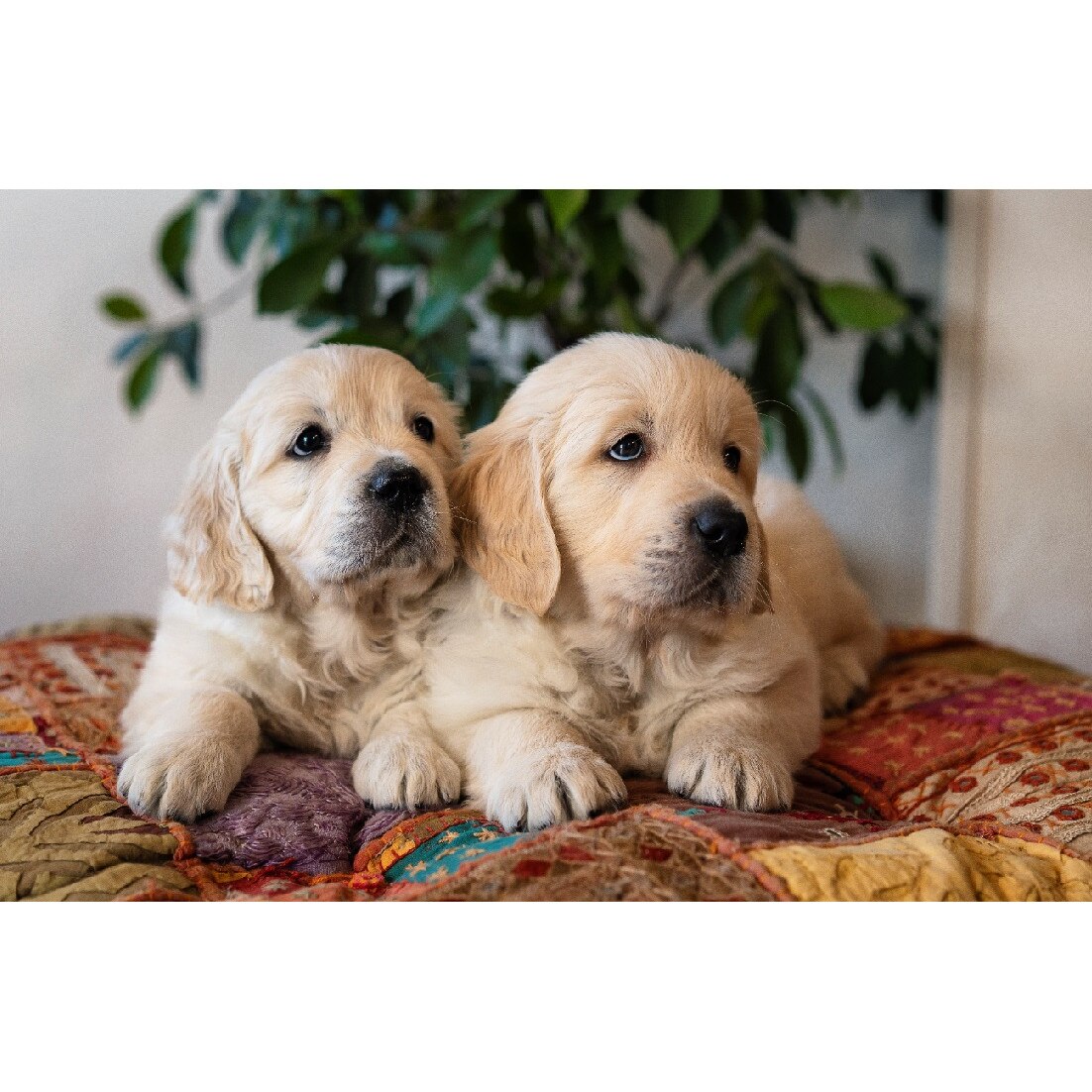 Tablou canvas Caini4, 75 x 50 cm