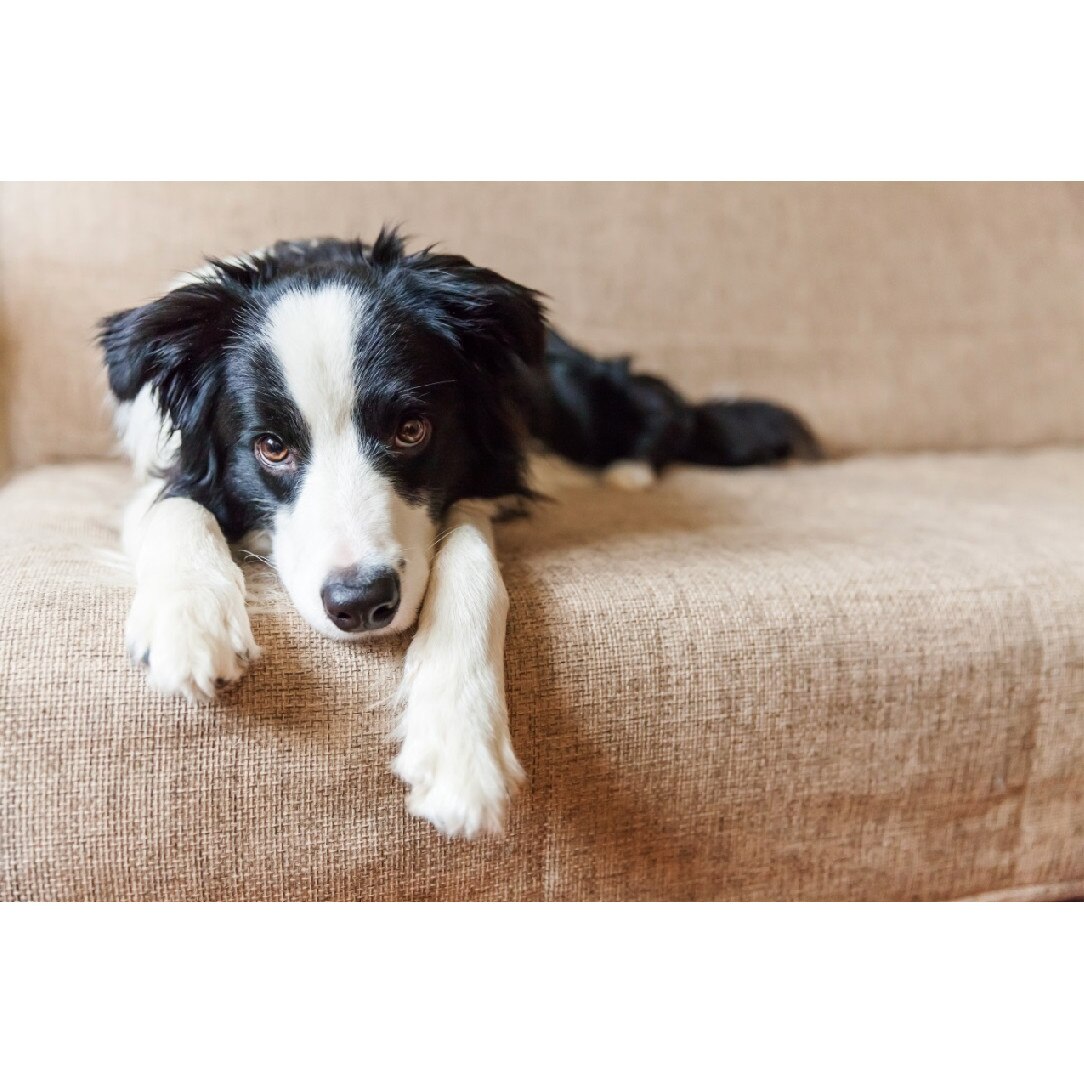 Tablou canvas Caini9, 75 x 50 cm