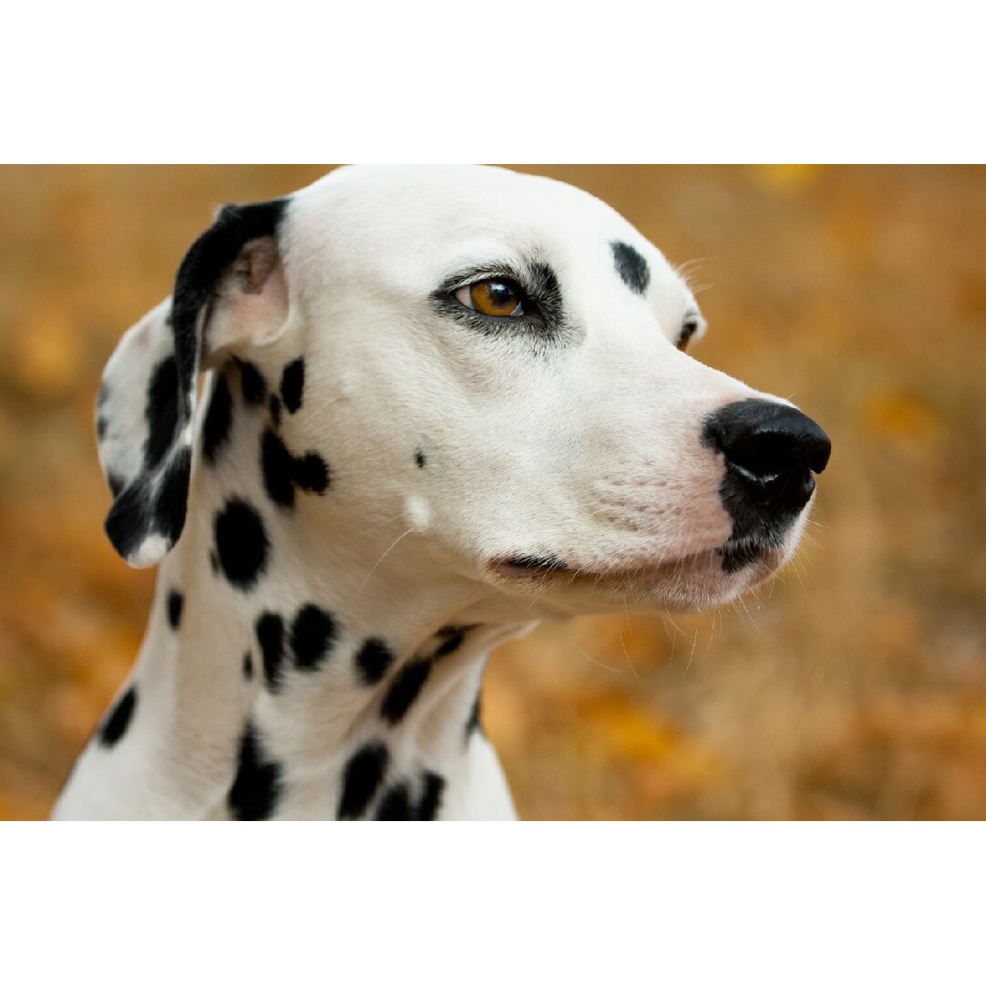 Tablou canvas Caini11, 90 x 60 cm