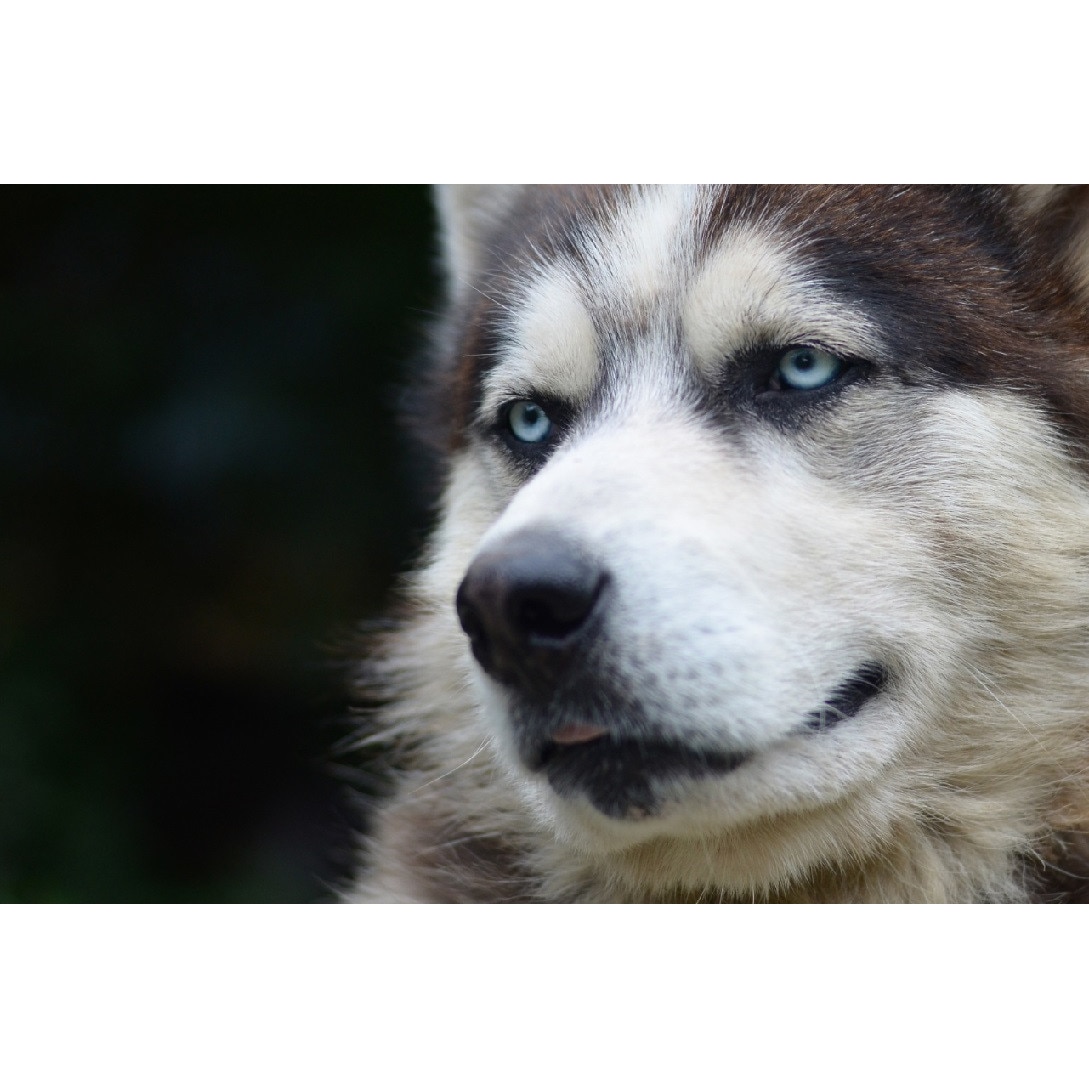 Tablou canvas Caini16, 75 x 50 cm