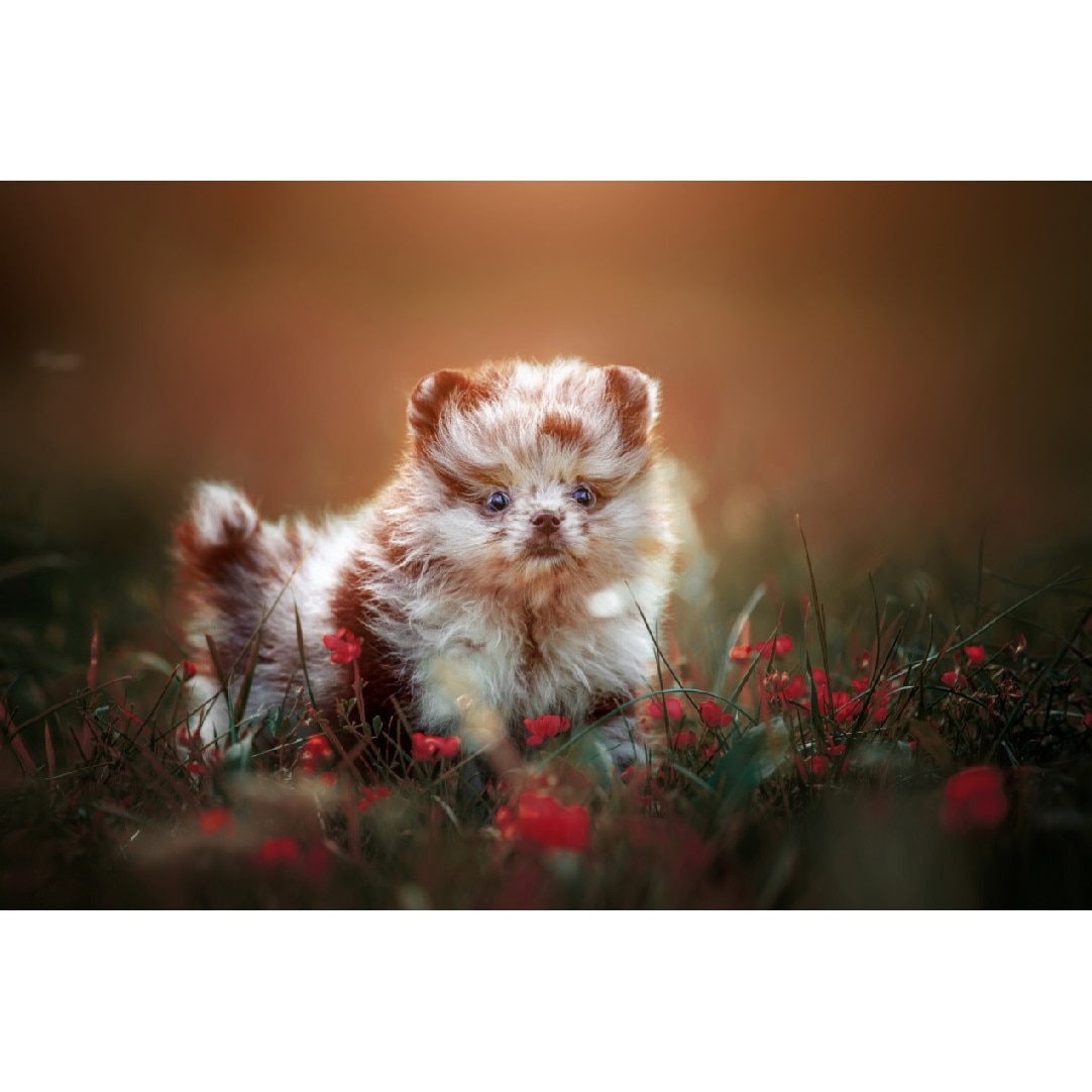 Tablou canvas Caini3, 105 x 70 cm