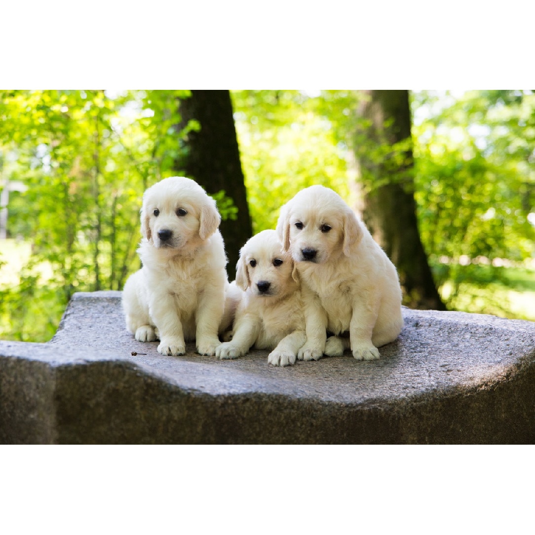 Tablou canvas Caini7, 75 x 50 cm