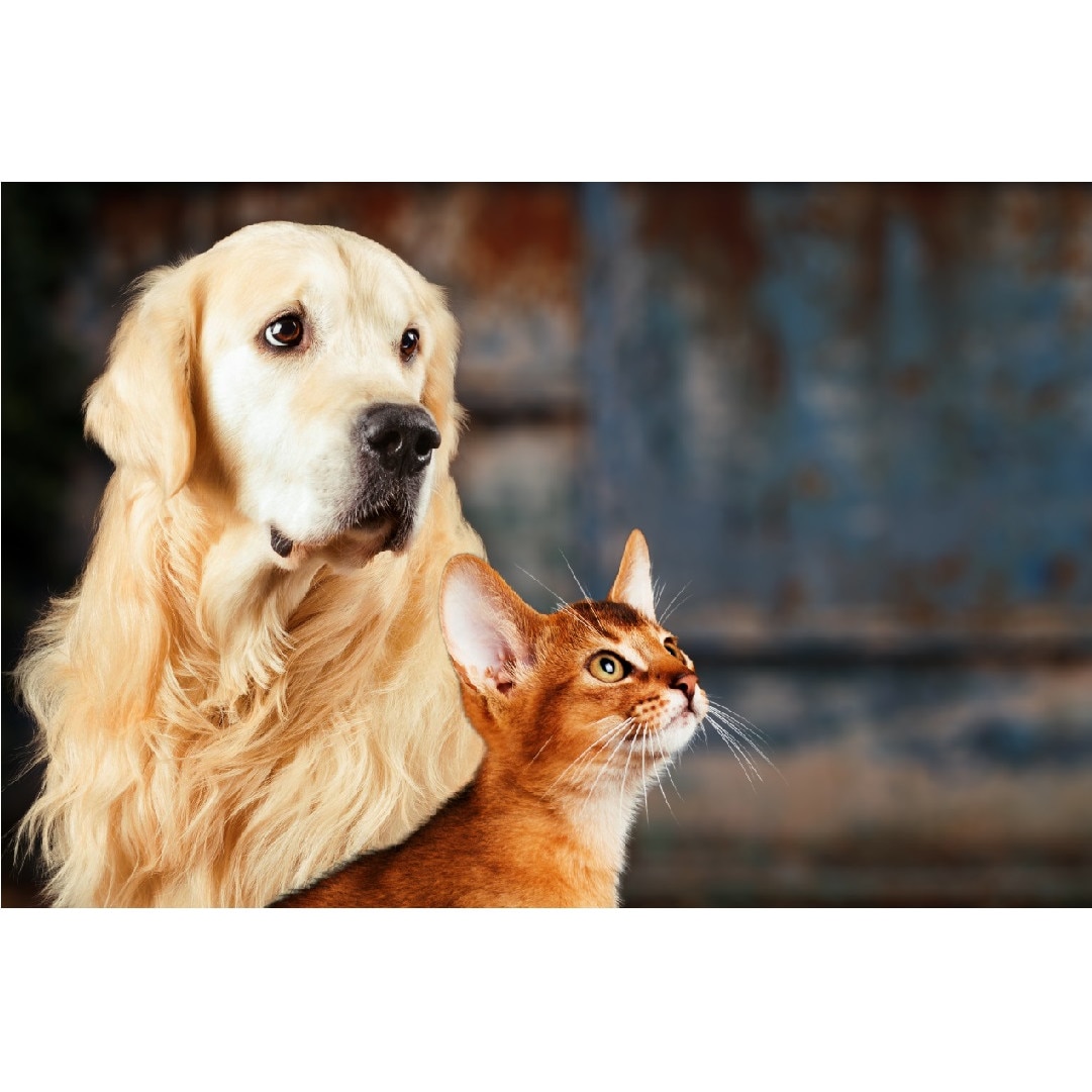 Tablou canvas Caini5, 75 x 50 cm