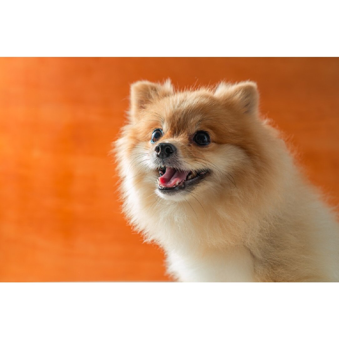 Tablou canvas Caini10, 105 x 70 cm