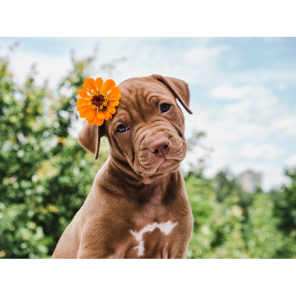 Tablou canvas Caini13, 75 x 50 cm