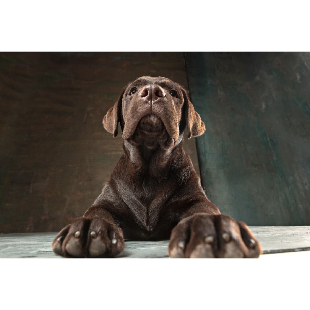 Tablou canvas Caini15, 45 x 30 cm