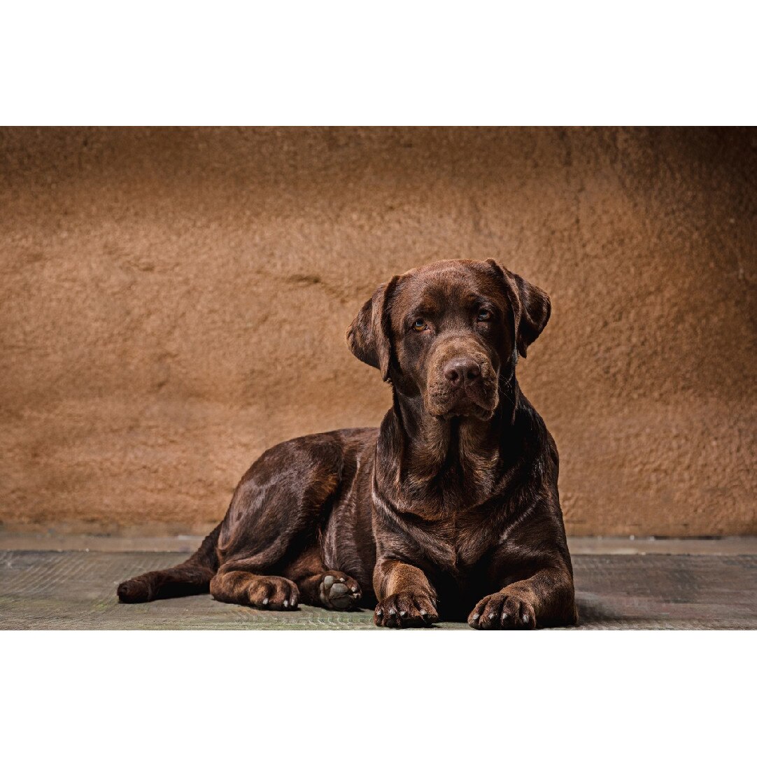 Tablou canvas Caini14, 45 x 30 cm