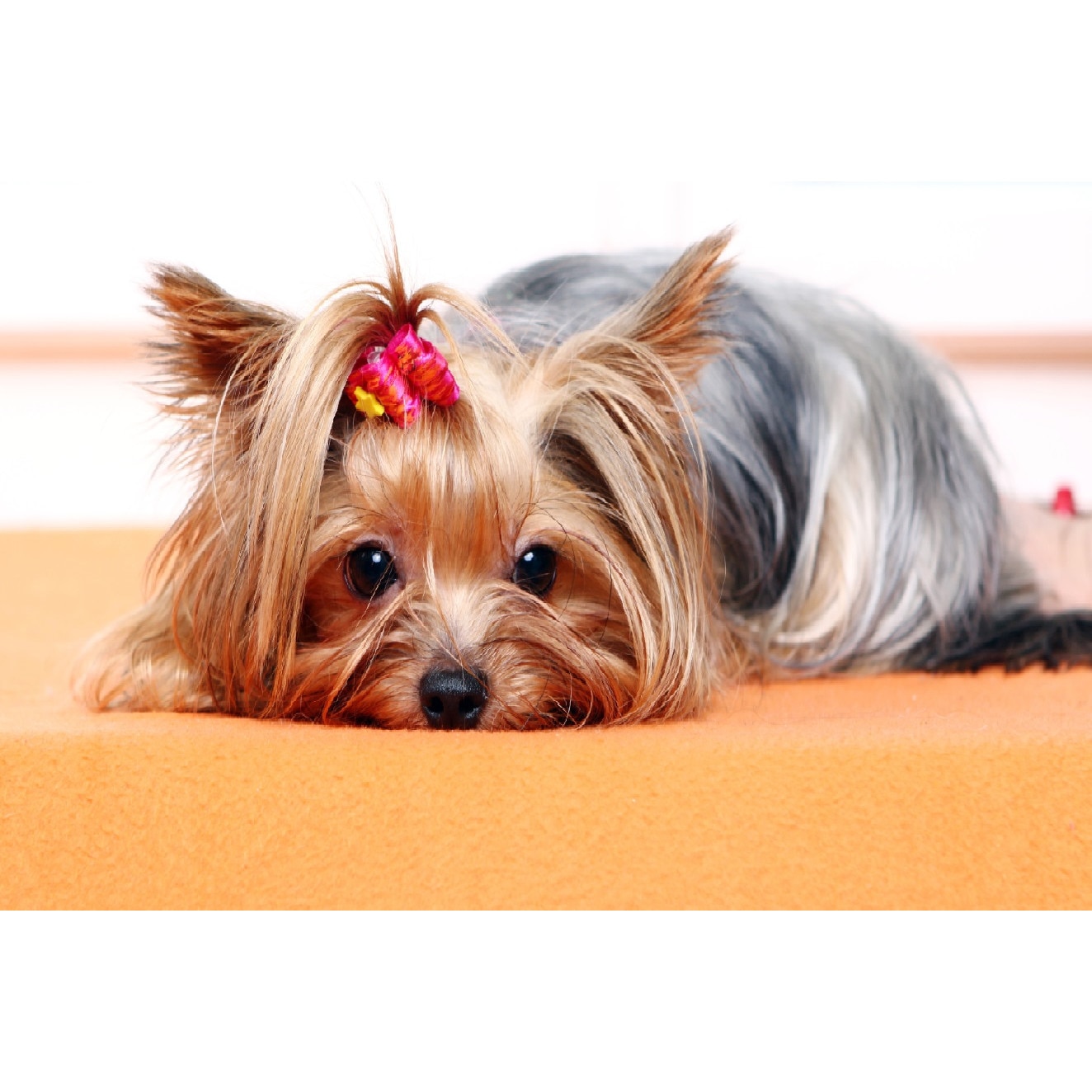 Tablou canvas Caini17, 75 x 50 cm