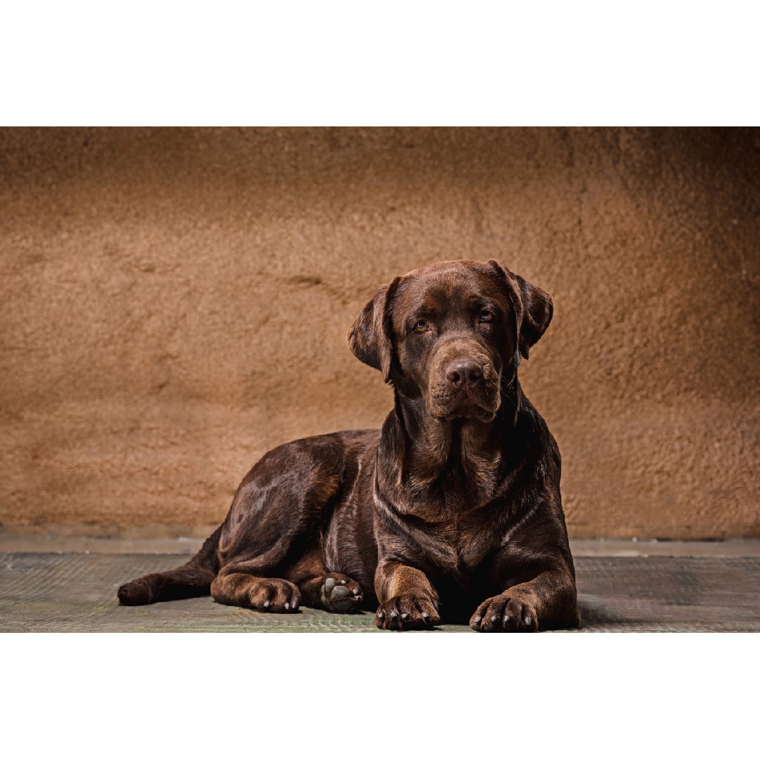 Tablou canvas Caini14, 75 x 50 cm