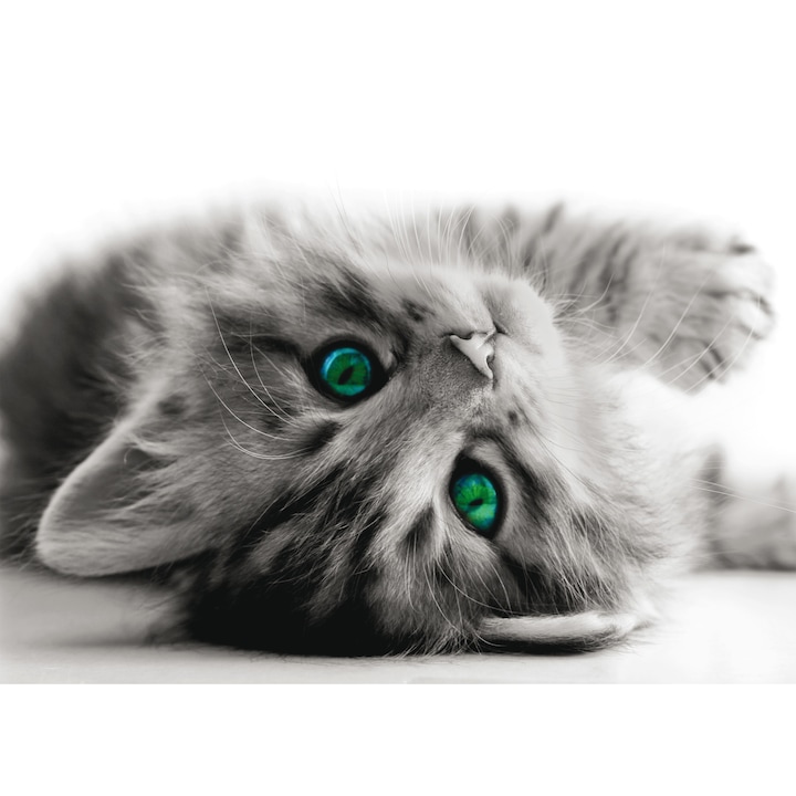 Fotótapéta cicás 160 x 110 cm, vlies hátoldal