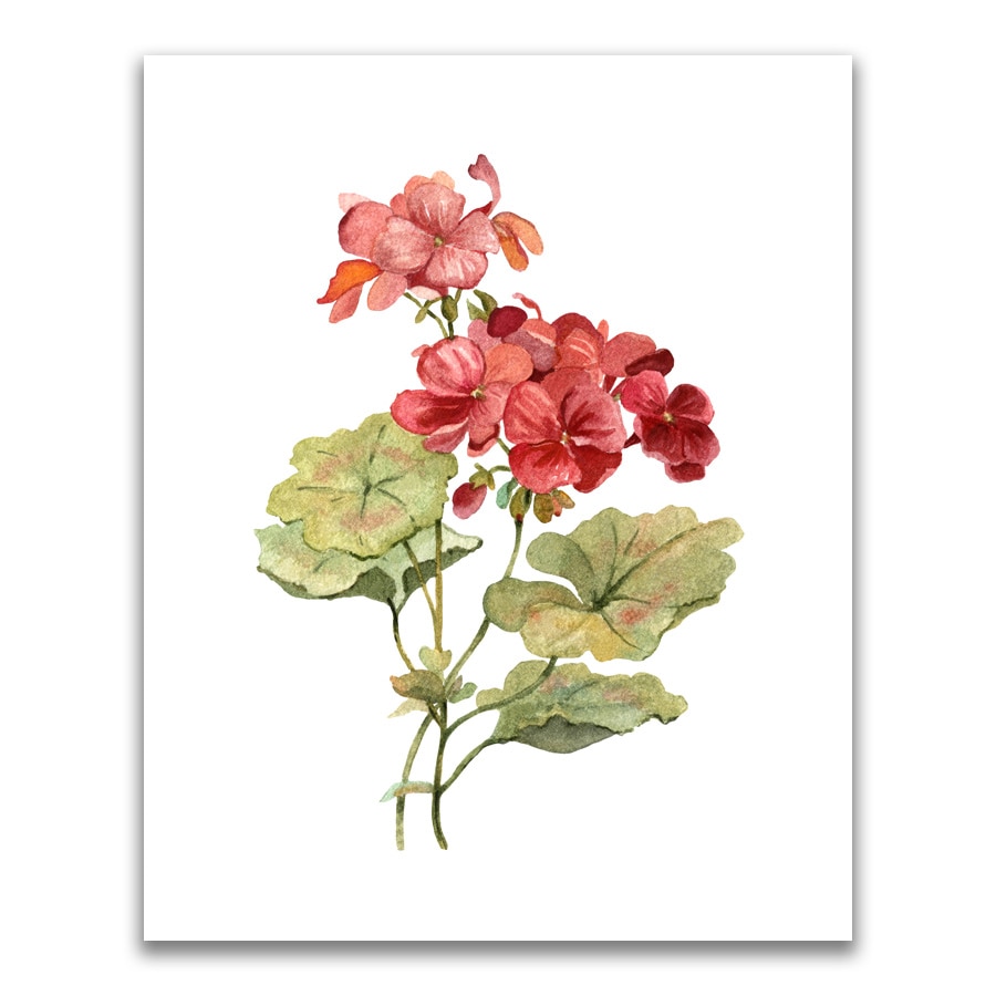 Tablou Canvas - Flori, Floare, Muscata, Primavara, Rosu, 24 x 30 cm