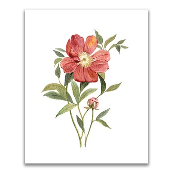 Tablou Canvas - Flori, Floare, Bujor, Primavara, Rosu, 24 x 30 cm Tablou Canvas - Flori, Floare, Bujor, Primavara, Rosu, 24 x 30 cm