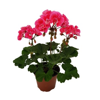 Muscate zonale Pelargonium , ghiveci 10 cm Muscate zonale Pelargonium , ghiveci 10 cm
