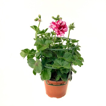 Muscate curgatoare Pelargonium, ghiveci 10 cm Muscate curgatoare Pelargonium, ghiveci 10 cm