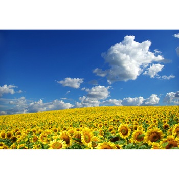 Tablou canvas Natura83, 45 x 30 cm Tablou canvas Natura83, 45 x 30 cm