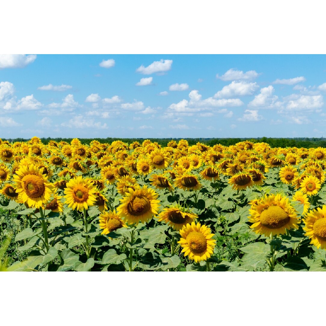 Tablou canvas Natura96, 105 x 70 cm