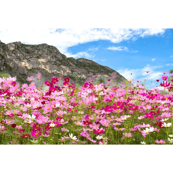 PVC matrica tapéta Hegyi virágok, 80x130 cm