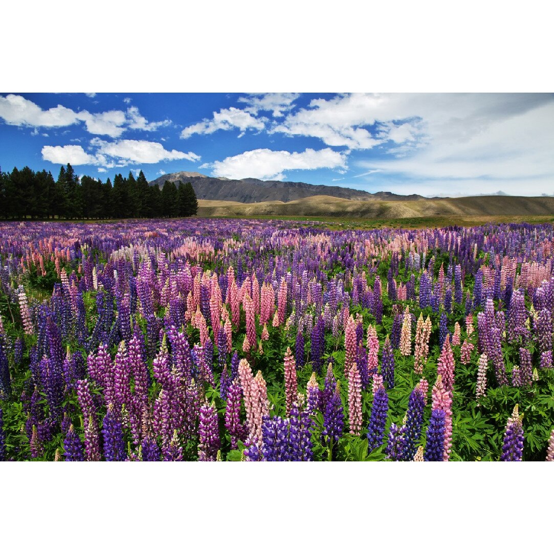 Tablou canvas Natura86, 105 x 70 cm