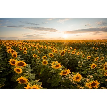 Fototapet de perete autoadeziv si lavabil Natura59, 220 x 135 cm Fototapet de perete autoadeziv si lavabil Natura59, 220 x 135 cm